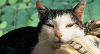 katzenbild1