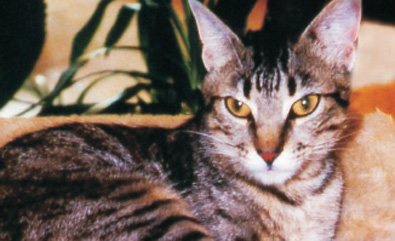 katzenbild2